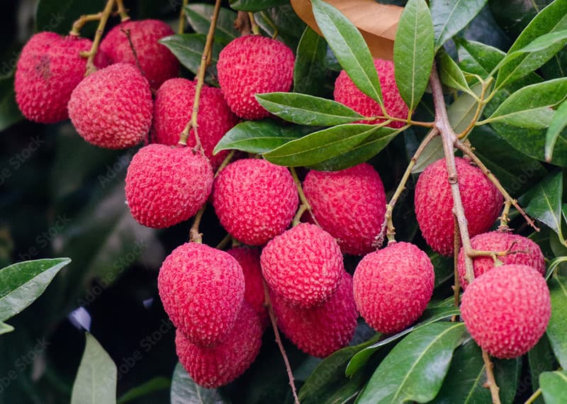 images/1700467851859lychee sorting machine.jpg